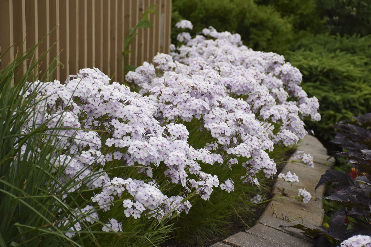 Phlox